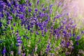 Agricultural field with ripe violet lavender crops before harvesting close up.