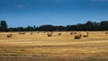 Agricultural field with Round Bales of hay to feed cattle in winter Royalty Free Stock Photo