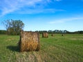 Agricultural field with Round Bales of hay to feed cattle in winter Royalty Free Stock Photo