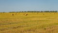 Agricultural field. Round bundles of dry grass in the field against the blue sky Royalty Free Stock Photo