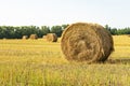 Agricultural field. Round bundles of dry grass in the field against the blue sky Royalty Free Stock Photo