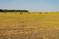 Agricultural field. Round bundles of dry grass in the field against the blue sky. Royalty Free Stock Photo