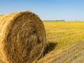 Agricultural field. Round bundles of dry grass in the field against the blue sky. farmer hay roll close up