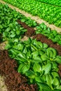 Agricultural field with rows of lettuce plants and bok hoy. Rural landscape and vegetable cultivation Royalty Free Stock Photo