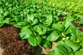 Agricultural field with rows of lettuce plants and bok hoy. Rural landscape and vegetable cultivation Royalty Free Stock Photo