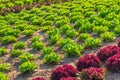 Agricultural field with rows of lettuce plants. Rural landscape and vegetable cultivation Royalty Free Stock Photo