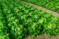 Agricultural field with rows of lettuce plants. Rural landscape and vegetable cultivation Royalty Free Stock Photo