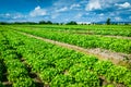 Agricultural field with rows of lettuce plants. Rural landscape and vegetable cultivation Royalty Free Stock Photo