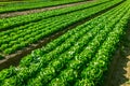 Agricultural field with rows of lettuce plants and bok hoy. Rural landscape and vegetable cultivation Royalty Free Stock Photo