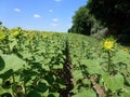 Agricultural field with rows of ripening sunflower plants in perspective. On the right, the trees of the neighboring forest