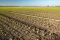 Agricultural Field with Rows of Young Fresh Salad Lettuce Plants Royalty Free Stock Photo