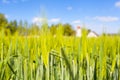 Wide Farmyard Field Detail Royalty Free Stock Photo