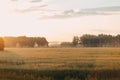 Agricultural field of rye and barley on sunset. Rich harvest concept. Royalty Free Stock Photo