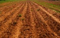Agricultural field soil