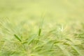 Agricultural field with spikes of cereals. Can be used as natural blurred summer background