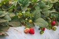 Agricultural field strawberry plants. Rows of plastic covered hills with strawberries