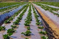 Agricultural field strawberry plants. Rows of plastic covered hills with young strawberries.