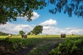 Agricultural field in summertime. Bales of dried hay lying on a meadow. Tree branches in the foreground. Royalty Free Stock Photo