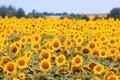 Agricultural field with sunflower blossom and trees, peaceful and quiet harvest summertime, farming texture surface concept Royalty Free Stock Photo