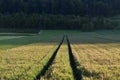 Agricultural field with traces from a two-track vehicle that meet in the perspective