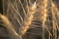 agricultural field of Ukraine, gold, close-up symmetrical photo, flour