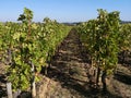 Wine vineyard Bordeaux panoramic view of grapes on vine