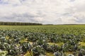 Agricultural field where cabbage is grown in cabbages