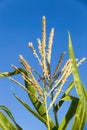 Agricultural field where corn is grown Royalty Free Stock Photo