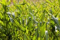 agricultural field where corn is grown Royalty Free Stock Photo