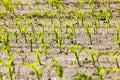 An agricultural field where corn is grown Royalty Free Stock Photo