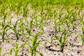 An agricultural field where corn is grown Royalty Free Stock Photo