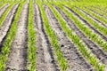 An agricultural field where corn is grown Royalty Free Stock Photo