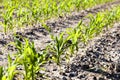 An agricultural field where corn is grown Royalty Free Stock Photo