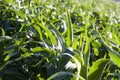 an agricultural field where corn is grown Royalty Free Stock Photo