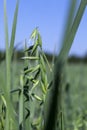 oat plant during cultivation in the field in summer Royalty Free Stock Photo