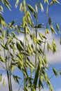 oat plant during cultivation in the field in summer Royalty Free Stock Photo