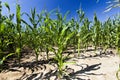 agricultural field where sweet corn is grown Royalty Free Stock Photo