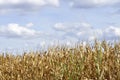 Agricultural field on which the green corn grows Royalty Free Stock Photo