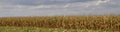 Agricultural field on which the green corn grows Royalty Free Stock Photo