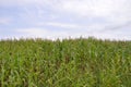 Agricultural field on which the green corn grows Royalty Free Stock Photo