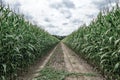 Agricultural field on which the green corn grows Royalty Free Stock Photo