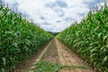 Agricultural field on which the green corn grows Royalty Free Stock Photo
