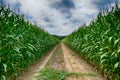 Agricultural field on which the green corn grows, hdr Royalty Free Stock Photo