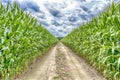 Agricultural field on which the green corn grows Royalty Free Stock Photo