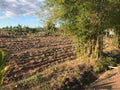 Agricultural field on which grow cassava, cassava is grown. Royalty Free Stock Photo