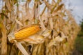 Agricultural field on which grow and change the color of ripe corn. Royalty Free Stock Photo