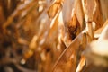 Agricultural field on which grow and change the color of ripe corn. Photo taken closeup with a small depth of field. Autumn season Royalty Free Stock Photo