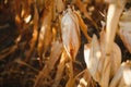 Agricultural field on which grow and change the color of ripe corn. Photo taken closeup with a small depth of field. Autumn season Royalty Free Stock Photo