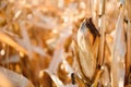 Agricultural field on which grow and change the color of ripe corn. Photo taken closeup with a small depth of field. Autumn season Royalty Free Stock Photo