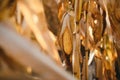 Agricultural field on which grow and change the color of ripe corn. Photo taken closeup with a small depth of field. Autumn season Royalty Free Stock Photo